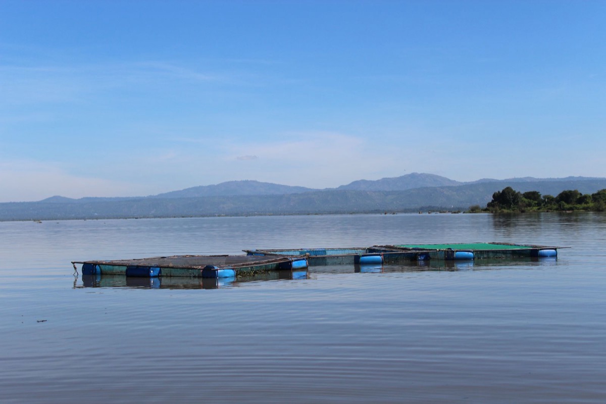Fischkäfige auf dem Victoriasee bei Kisumu
